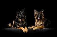 alsation-dog-portrait
