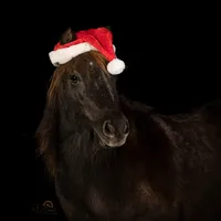 pony-santa-hat-aisling-deverell-photography