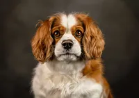 king-charles-headshot