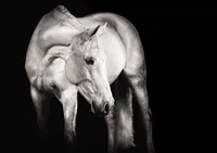 monochrome-irish-draught-portrait