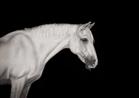 grey-connemara-pony-monochrome