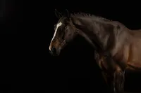 bay-horse-black-background