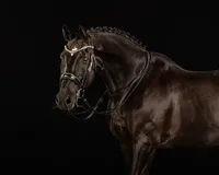 black-horse-double-bridle
