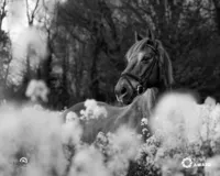 IPPVA-Award-horse-in-flowers