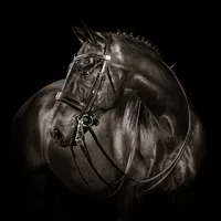 monochrome-horse-portrait-double-bridle