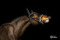 horse-portrait-award