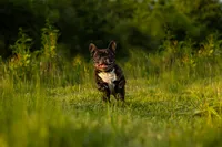 french-bulldog-running-grass