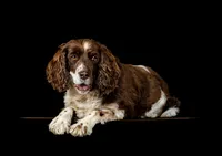 brown-springer-spaniel-dog