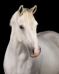 pony-headshot