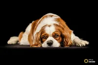 dog-portrait-gold-award