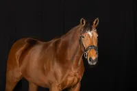 black-background-photo-horse