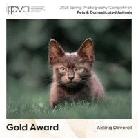 Cat_Gold_Award