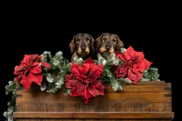 christmas-dogs-poinsetta