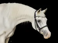arabian-horse-white-portrait