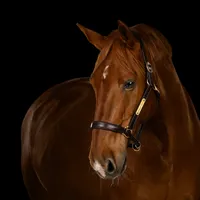 chestnut-horse-headcollar-portrait