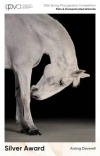 Horse_Silver_Award