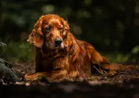 golden-irish-dog-portrait-in-woods