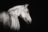 irish-draught-mare-monochrome