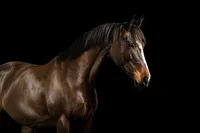 bay-irish-sport-horse-mare-portrait