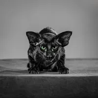 black-kitten-green-eyes-portrait