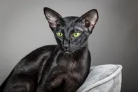 black-cat-green-eyes-portrait