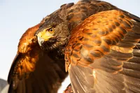 harris-hawk-portrait-photo
