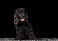 black-cocker-spaniel