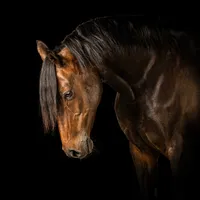 pony-head-portrait