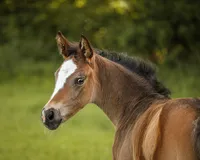 bay-foal-white-face-portrait