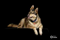 German-shepard-portrait-photo-award
