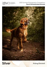 Silver-award-IPPVA-golden-irish-dog