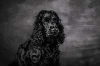 monochrome-black-cocker-spaniel-dog
