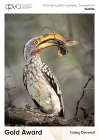 Hornbill_Gold_Award