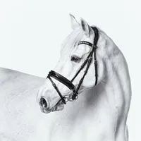 white-background-portrait-photo-horse