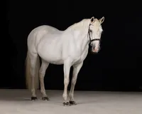 grey-connemara-pony