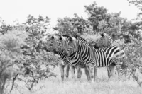 20250117-AD5_0181