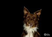 IPPVA-Award-cattle-dog-collie