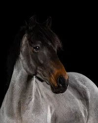 roan-pony-portrait-photo