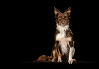 cattle-dog-black-background-portrait