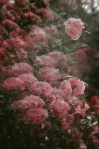 annie-spratt-prPndvG3WKo-unsplash (1)