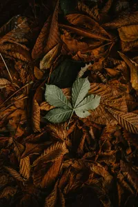 annie-spratt-49ehkItwhYs-unsplash (1)
