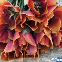Bouquet of Orange Louvre Tulips with copper, merlot and fringed petals