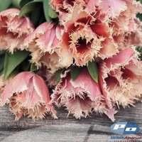 Apricot Parrot Tulips with creamy white, peach and coral ruffled petals