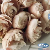 Bouquet of soft peach and blush Pastelegance Peony blooms