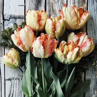 Apricot Parrot Tulips with creamy white, peach and coral ruffled petals