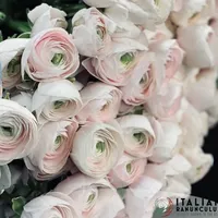 Pale blush Ranunculus Cloni Success Hanoi flowers in full bloom