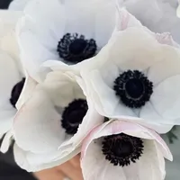 White Anemone Mistral Plus Panda Bianco flowers with dark centers