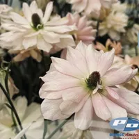 Close-up of soft peach and blush Butterfly Ranunculus Natura Moderna Aurora flowers