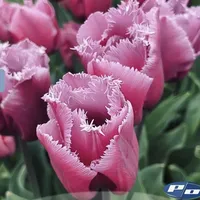Louvre Tulips with rich berry pink blooms and delicate fringed petals