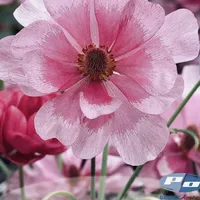 Close-up of pink Butterfly Ranunculus Natura Moderna Minuetto flower